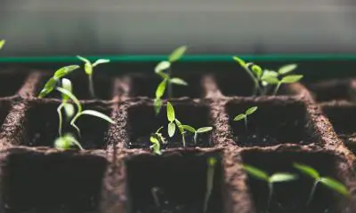 Wholesale Seedlings